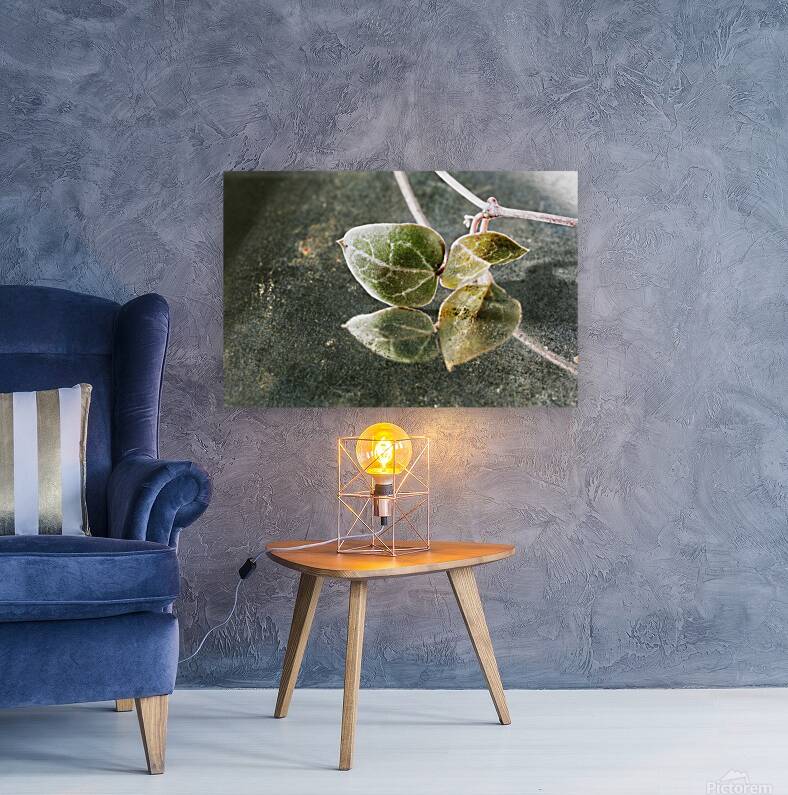 Green leaves of ceropegia woodii Reproduction