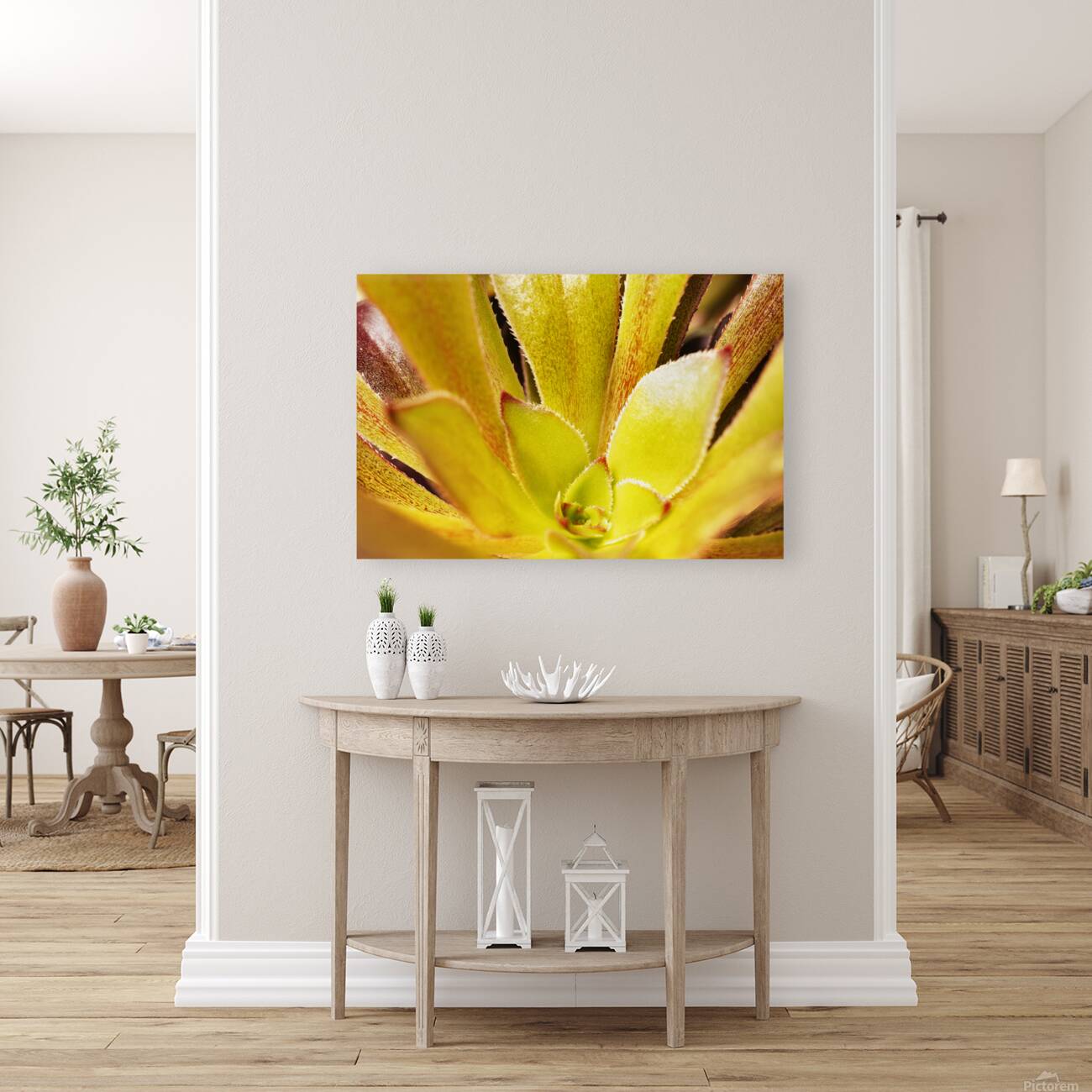 Houseleek  sempervivim plant detail Reproduction