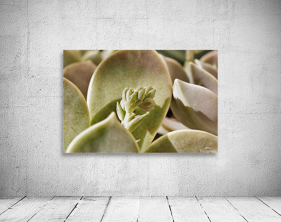 Plant of mother of pearl with flowers Wall Preview