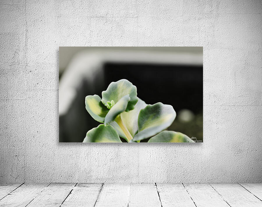 Sedum stonecrop plant detail Wall Preview