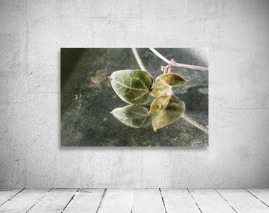 Green leaves of ceropegia woodii Wall Preview