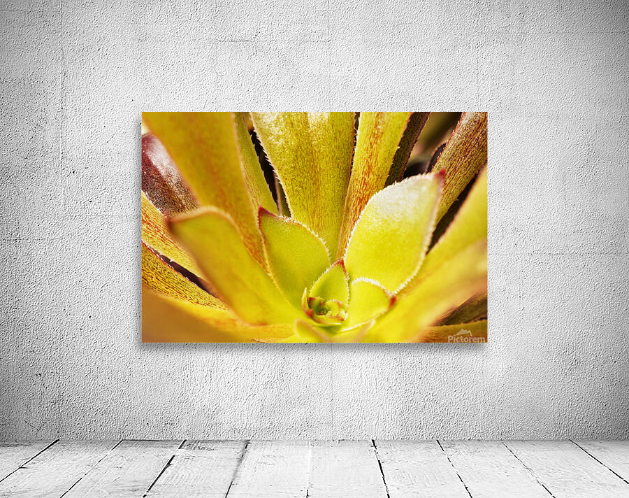 Houseleek  sempervivim plant detail Wall Preview