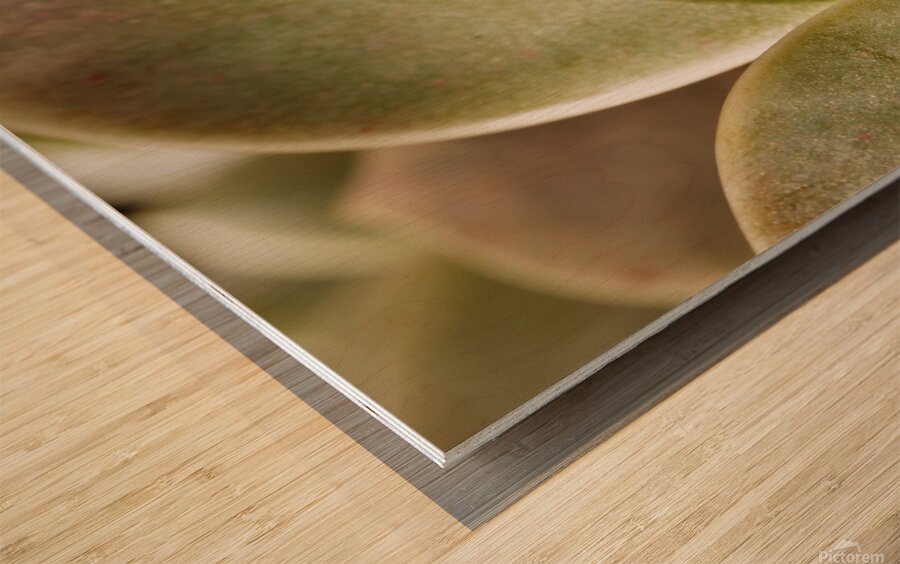 Plant of mother of pearl with flowers Wood print