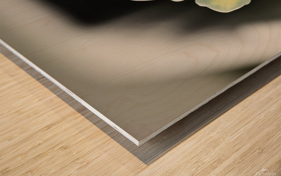 Sedum stonecrop plant detail Wood print