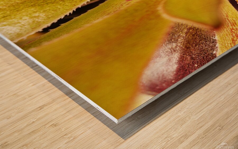 Houseleek  sempervivim plant detail Wood print