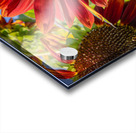 Floral - Red Sunflower Acrylic print