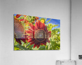 Floral - Red Sunflower Acrylic Print