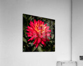 Floral - Dahlia Acrylic Print