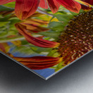 Floral - Red Sunflower Metal print