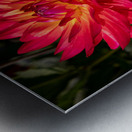 Floral - Dahlia Metal print