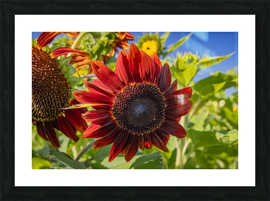 Floral - Red Sunflower Picture Frame print
