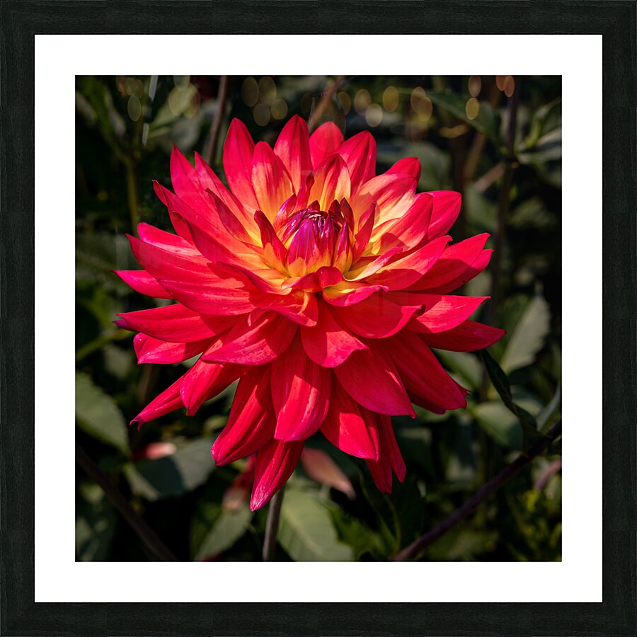 Floral - Dahlia Picture Frame print