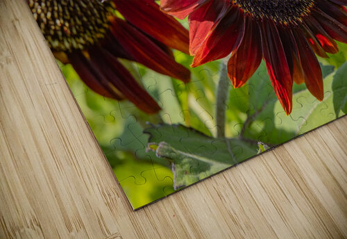 Floral - Red Sunflower Kim Hexter Photography puzzle