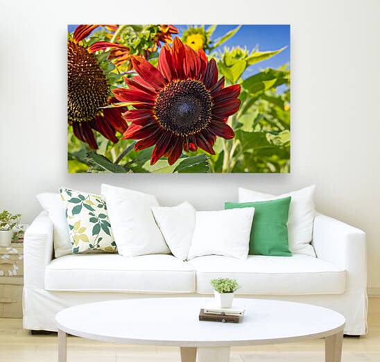 Floral - Red Sunflower Reproduction