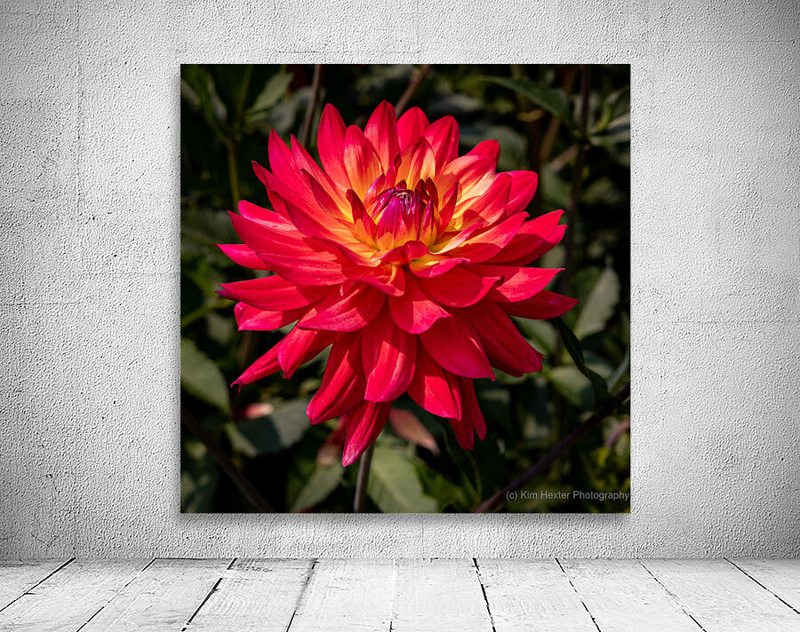 Floral - Dahlia Wall Preview