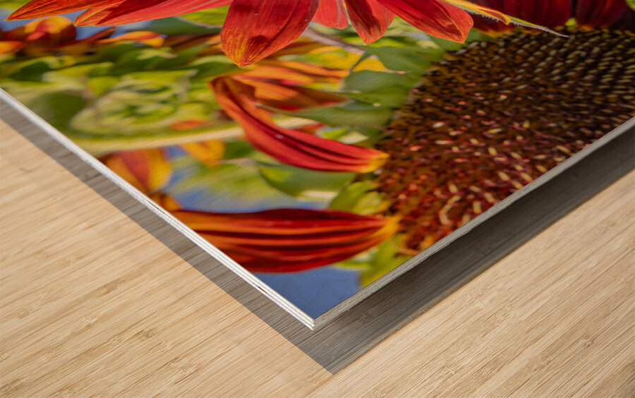 Floral - Red Sunflower Wood print