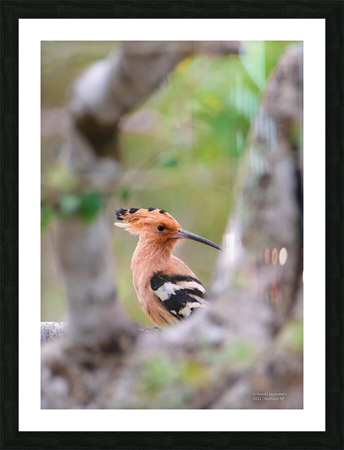 Hoopoe Picture Frame print