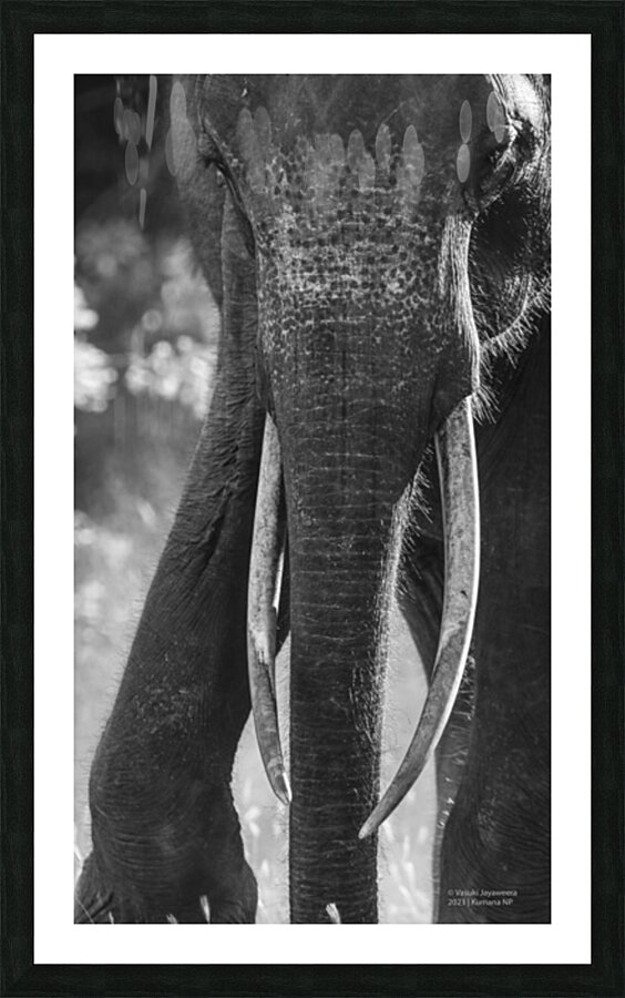 Ivory Picture Frame print
