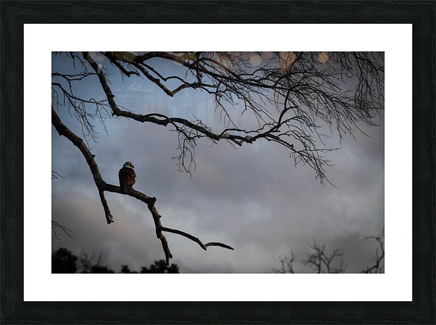 Evening Glare Picture Frame print