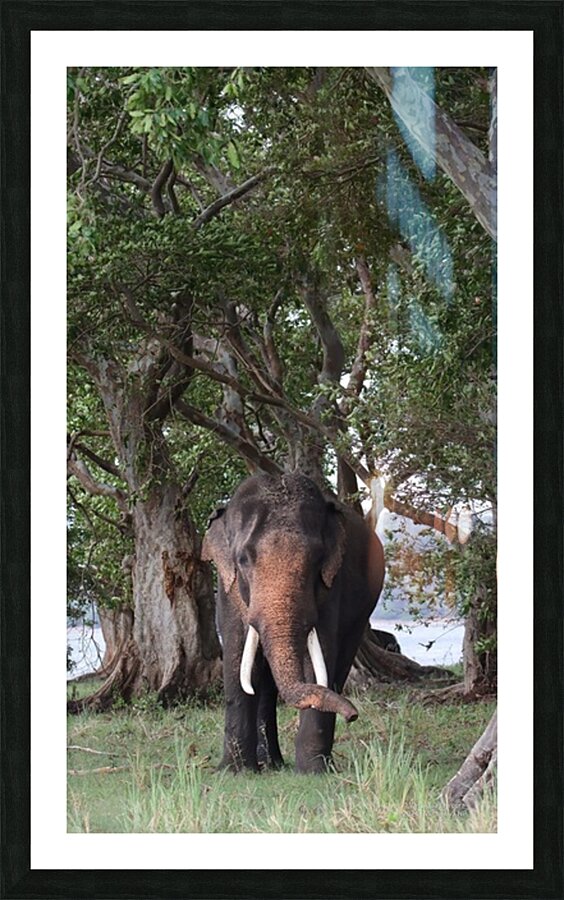 Gentle Giants Picture Frame print