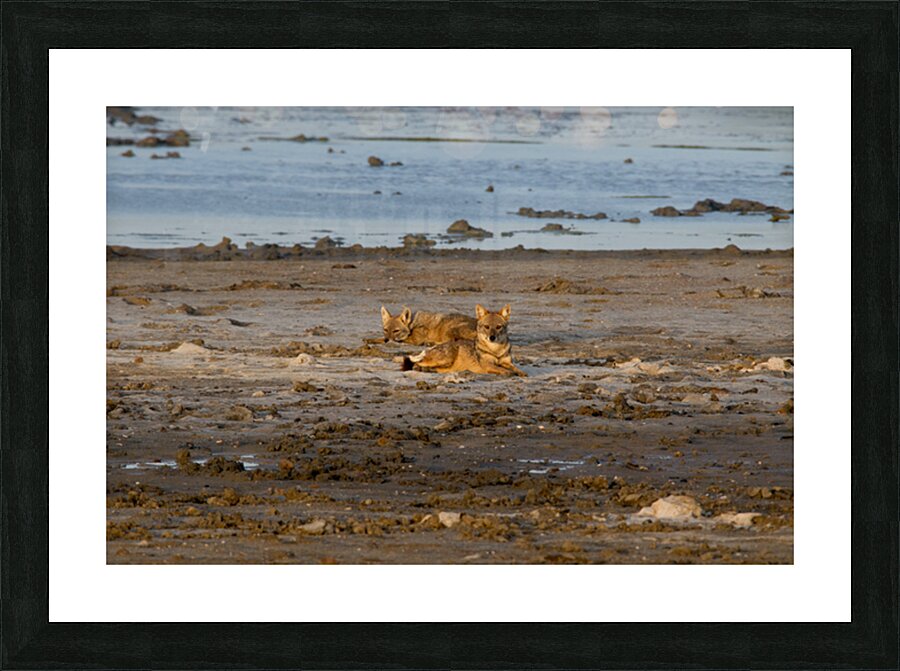 Golden Jackal Picture Frame print
