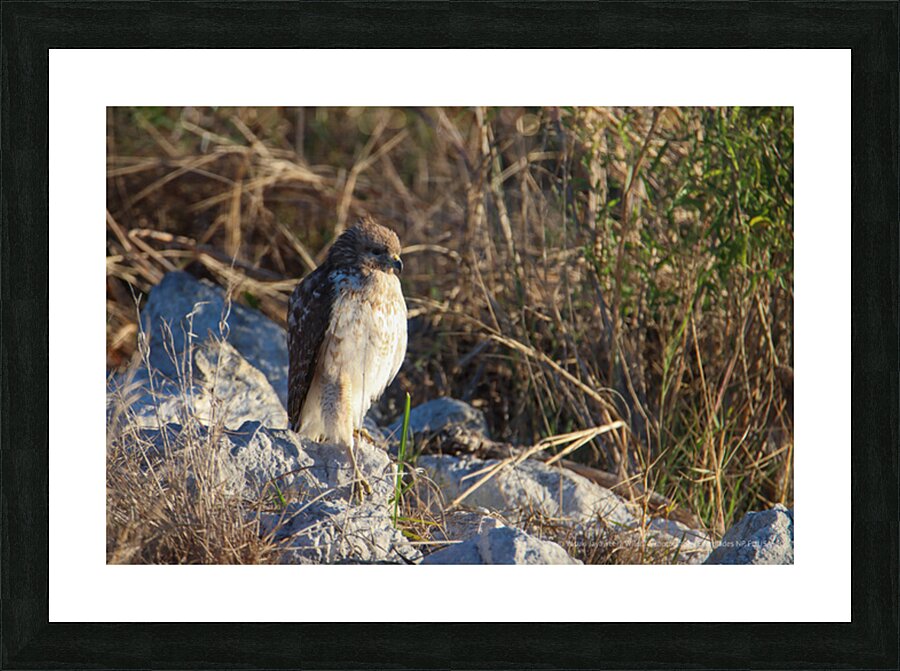 Red Tailed Hawk Picture Frame print