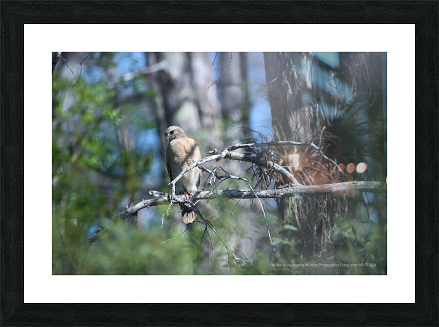 Red Shouldered Hawk Picture Frame print