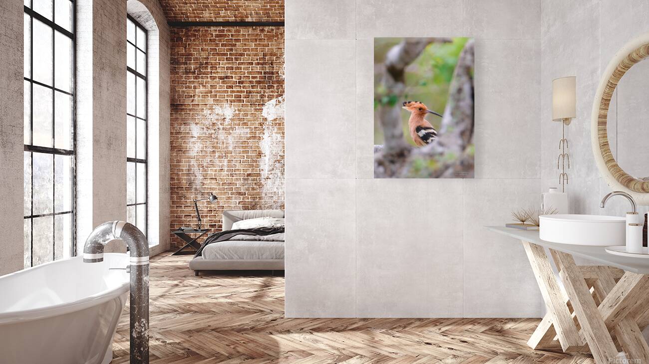 Hoopoe Reproduction