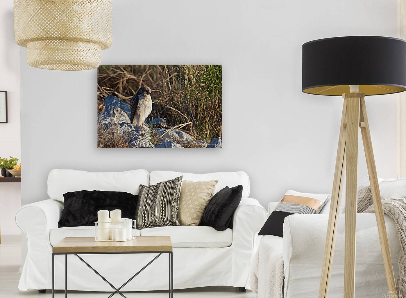 Red Tailed Hawk Reproduction