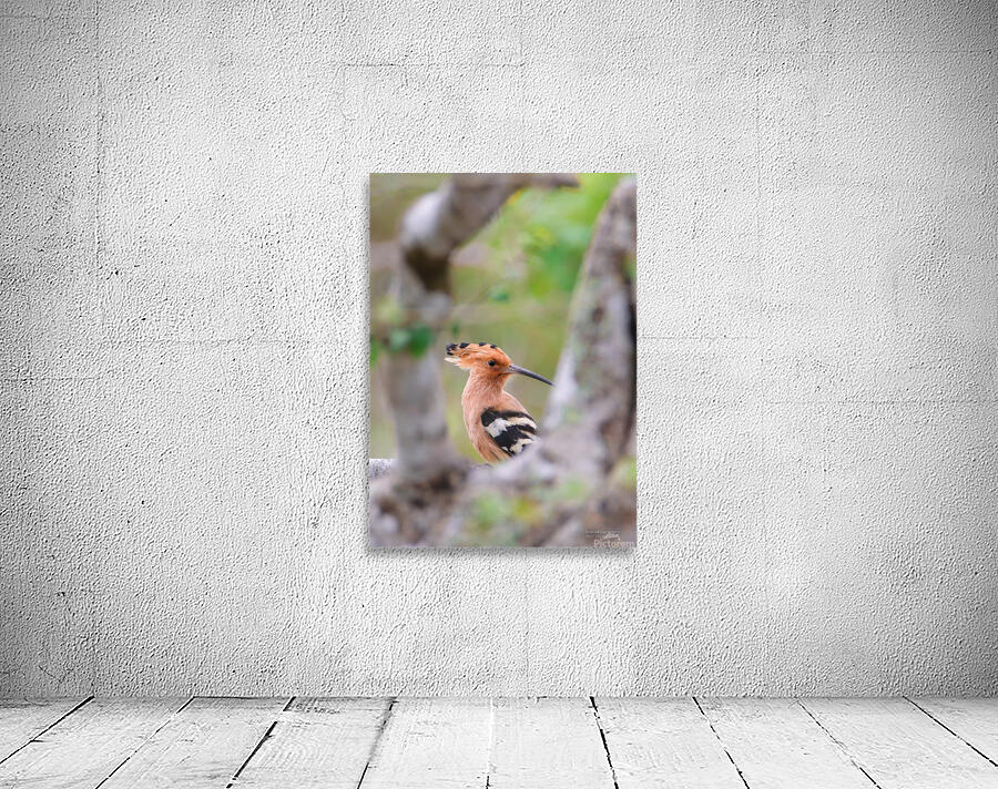 Hoopoe Wall Preview