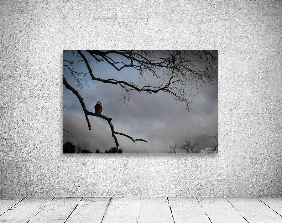 Evening Glare Wall Preview