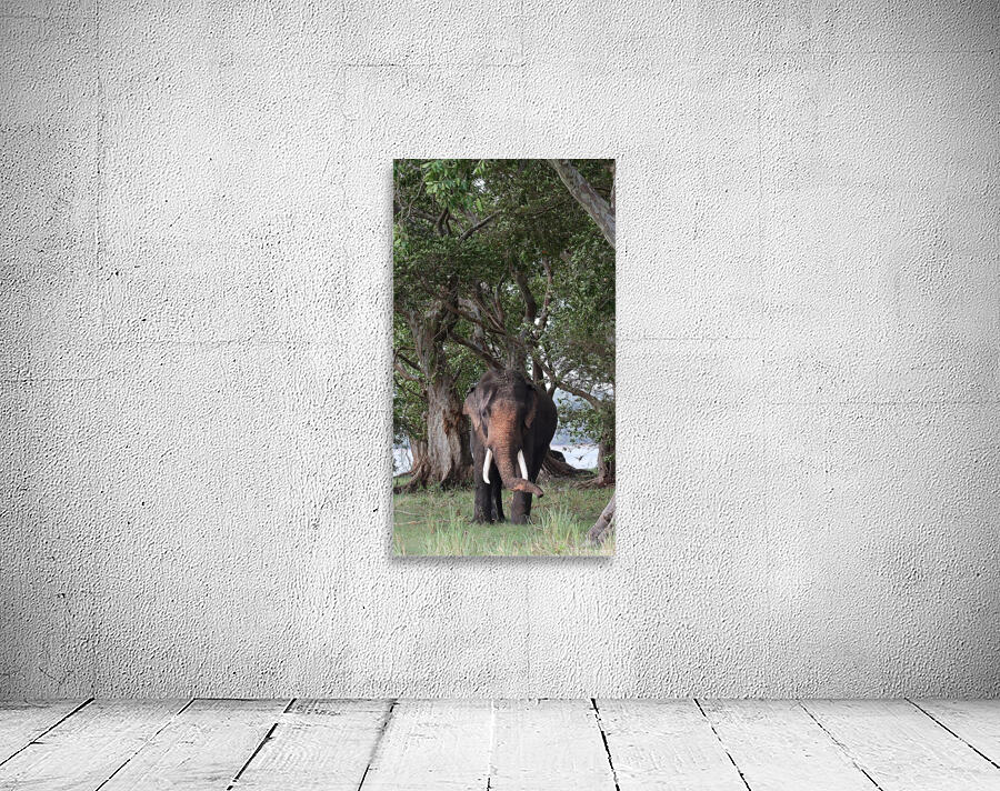 Gentle Giants Wall Preview