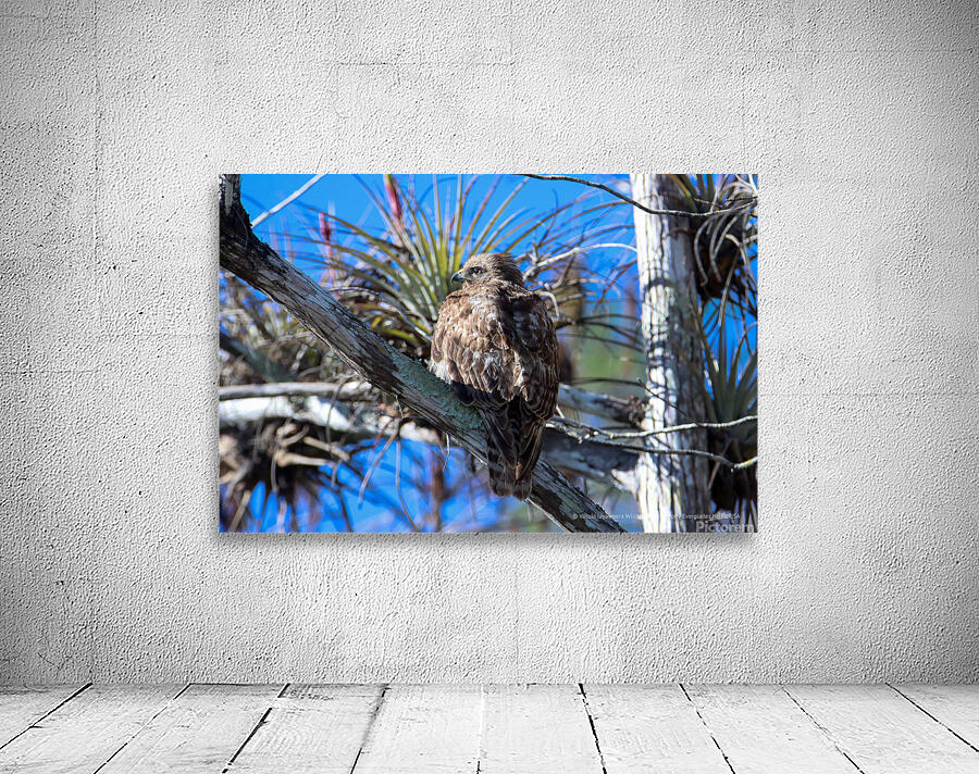 Bald Eagle Juvenile Wall Preview