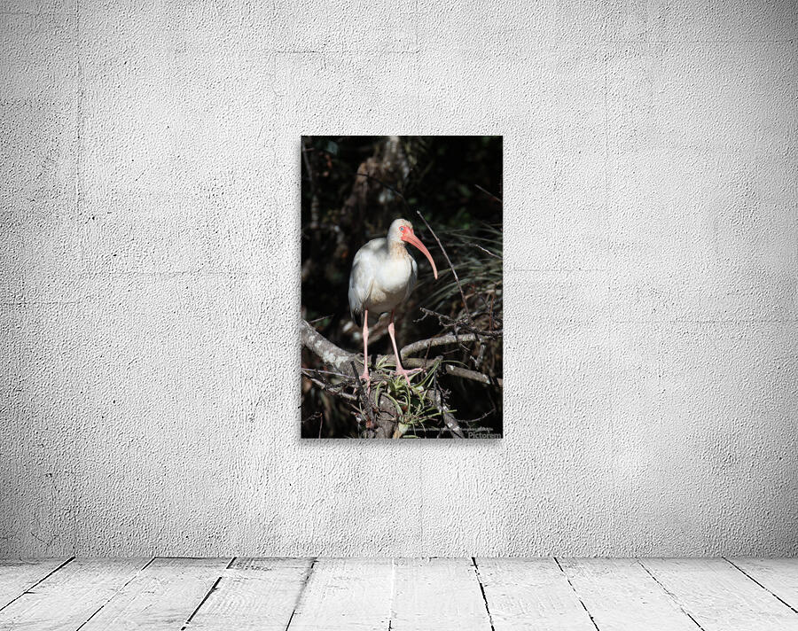 White Ibis Wall Preview
