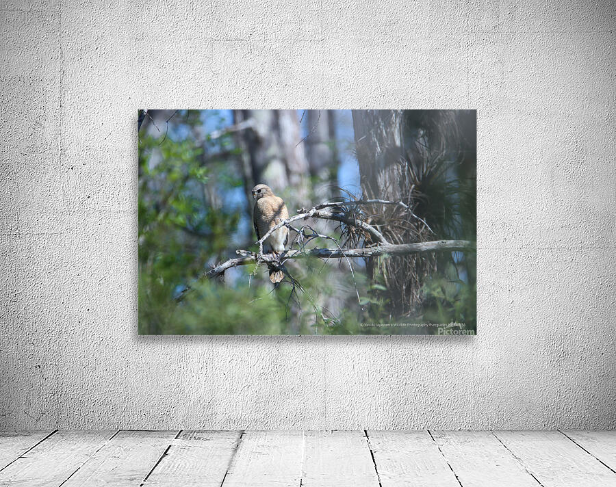 Red Shouldered Hawk Wall Preview
