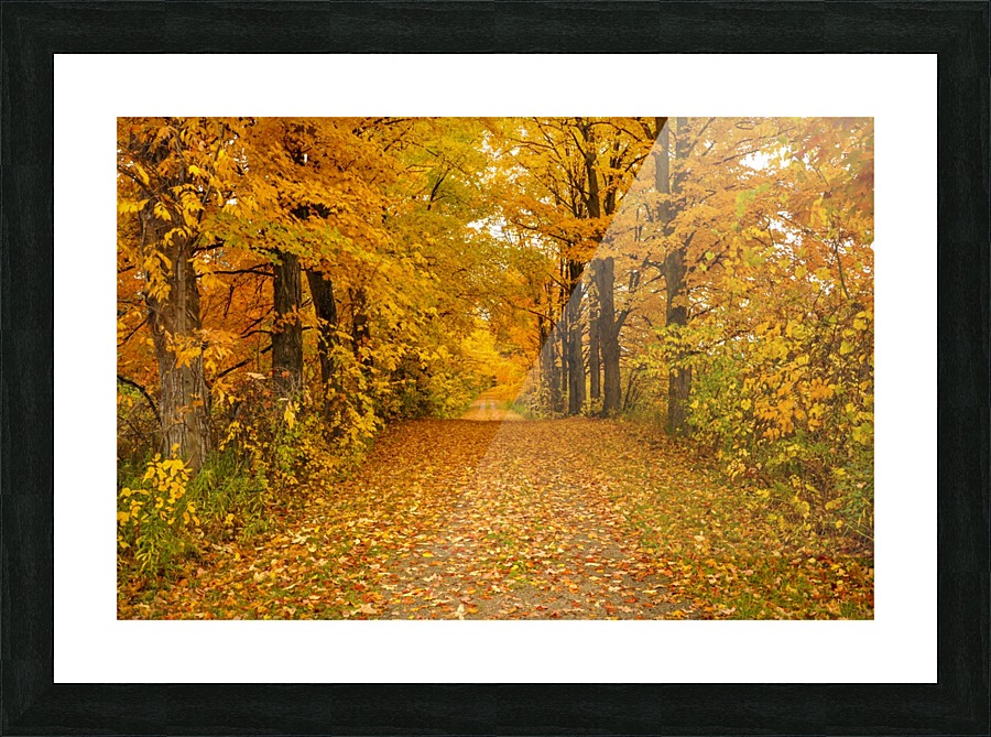 Fall Splendour Picture Frame print