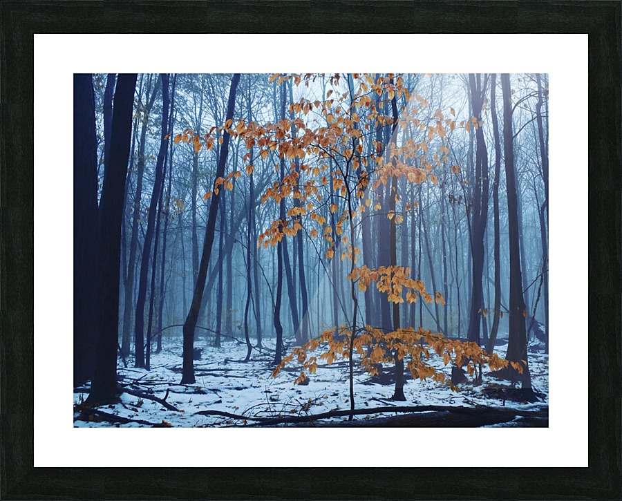 Early winter forest Picture Frame print