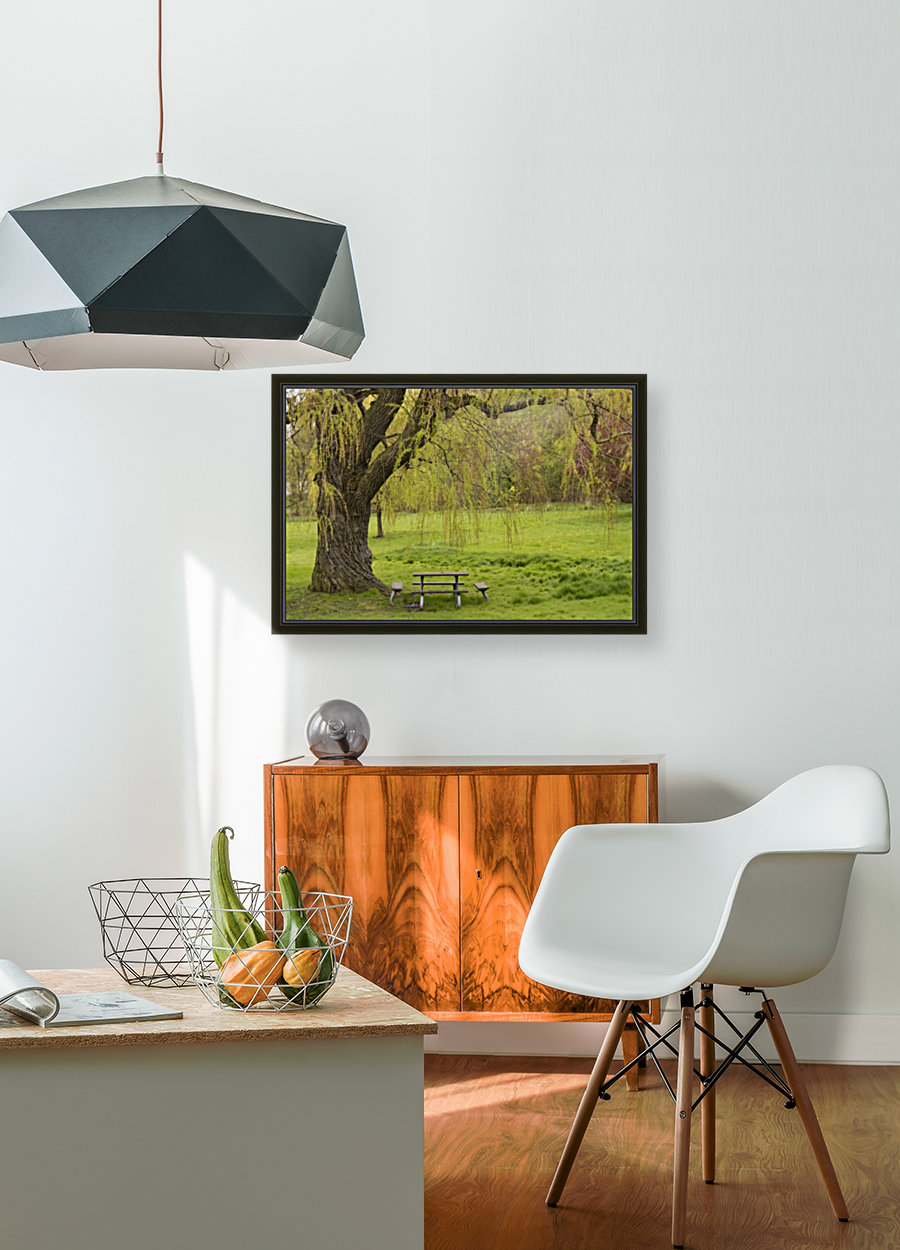 Weeping Willow in Spring Reproduction