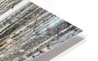 Mesmerizing Aspens HD Metal print