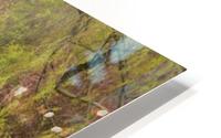 Weeping Willow in Spring HD Metal print