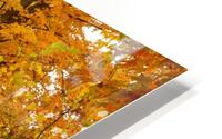 Fall Splendour HD Metal print