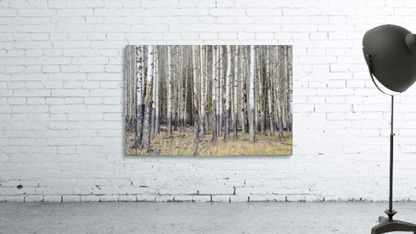 Mesmerizing Aspens Wall Preview