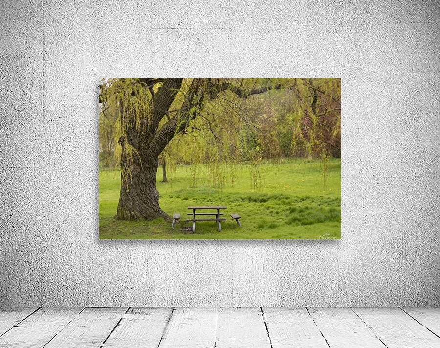 Weeping Willow in Spring Wall Preview
