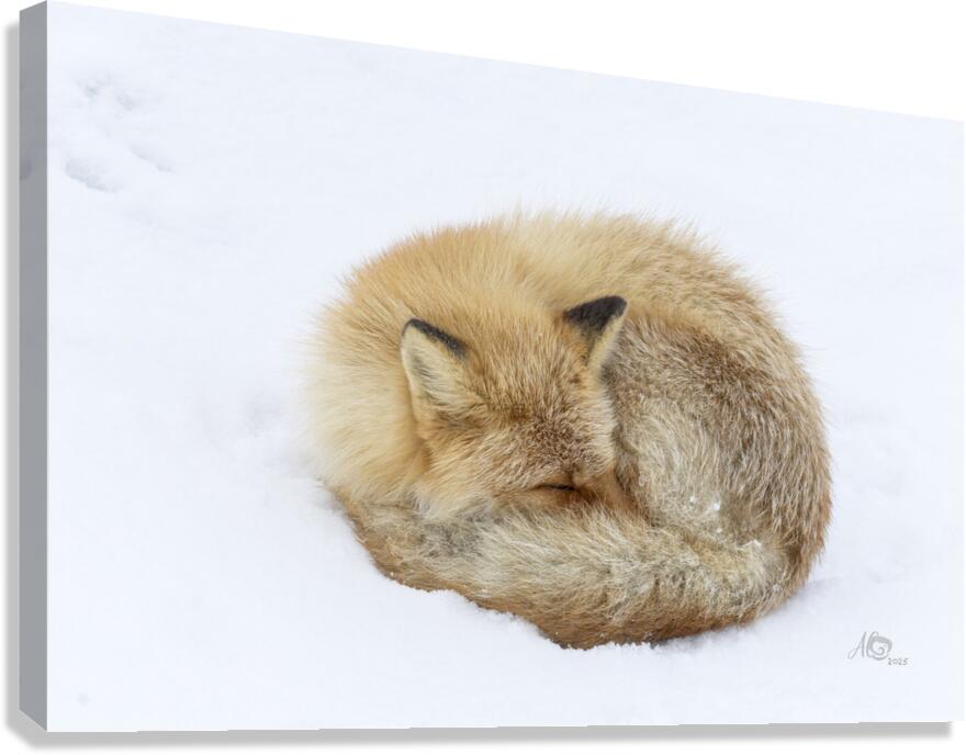 Red Fox