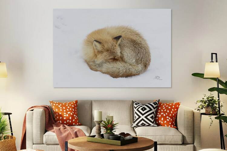 Red Fox by AgnesC