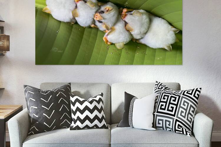 Honduran White Bats by AgnesC