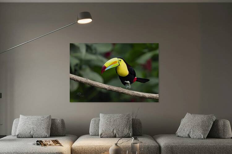 Keel billed Toucan by AgnesC