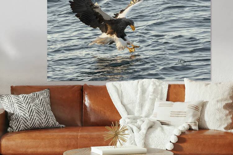 Steller Sea Eagles catching Fish by AgnesC
