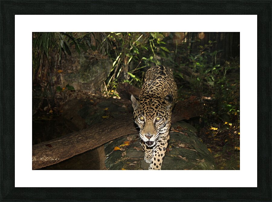 Belize Jaguar Picture Frame print