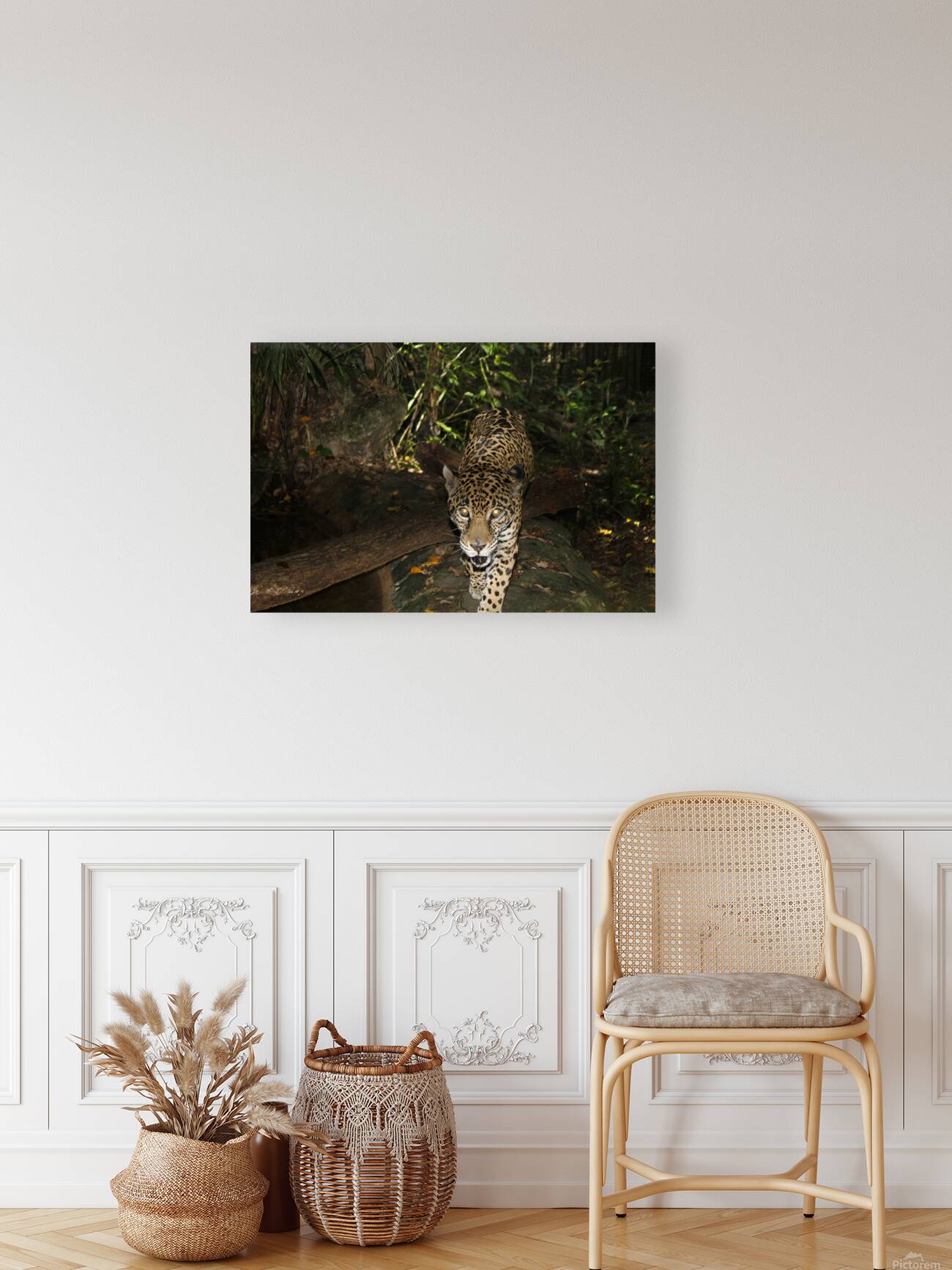 Belize Jaguar Reproduction